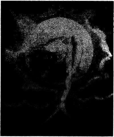 lf0353-08_1979v4_figure_010.jpg